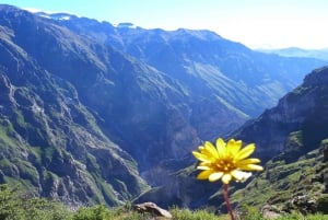 From Arequipa: 2-day Colca Canyon Trekking Tour