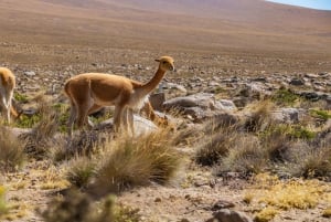 From Arequipa: 2-day Colca Canyon Trekking Tour