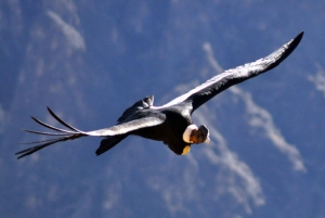 From Arequipa: 2 days Colca hike from Arequipa, Meals Included