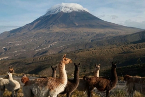 From Arequipa: 2-day excursion to Misti Volcano