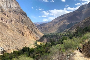 From Arequipa: 2-day hike to Colca Canyon, ending in Puno