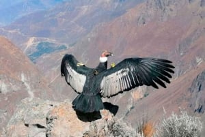 Från Arequipa: 2-dagars tur till Colca Canyon med avslutning i Puno