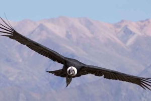 Från Arequipa: 2-dagars tur till Colca Canyon med avslutning i Puno