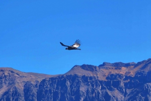 Desde Arequipa: Excursión de 2 días al Cañón del Colca con traslado a Puno