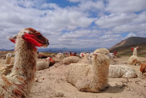 Desde Arequipa: Excursión de 2 días al Cañón del Colca con traslado a Puno