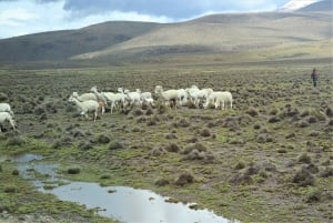 From Arequipa: 2 Day Trek to Colca canyon