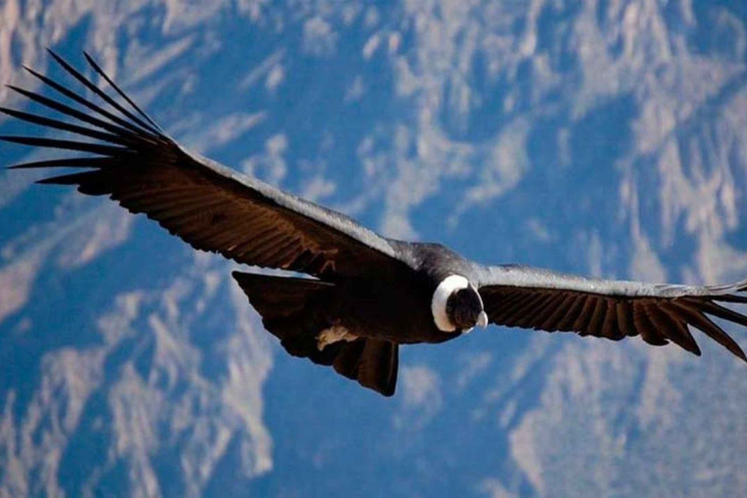 || Da Arequipa: tour di 2 giorni del Canyon del Colca + hotel