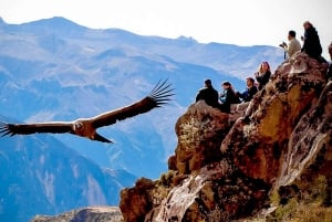 Fra Arequipa: 3-dagers Colca Canyon-vandretur