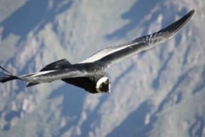 Best tours in and around Arequipa, Peru