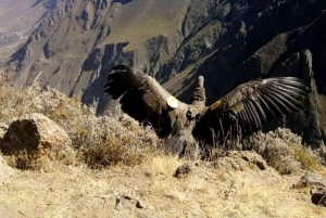 Depuis Arequipa : Canyon de Colca (tout compris) | Journée complète |