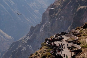 Depuis Arequipa : Canyon de Colca (tout compris) | Journée complète |