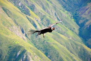 From Arequipa: Colca Canyon Day Tour to Puno