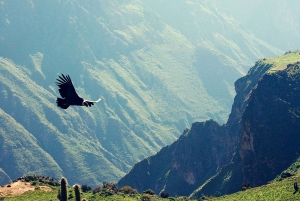 From Arequipa: Colca Canyon Excursion 2 days + 3 Star Hotel