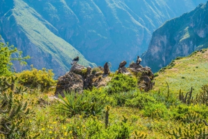 From Arequipa: Colca Canyon Excursion 2 days + 3 Star Hotel