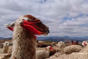 Desde Arequipa: Excursión guiada de un día al Cañón del Colca