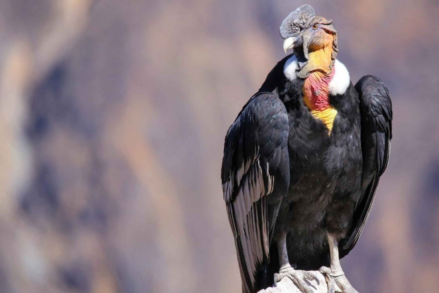 アレキパ発：コルカ峡谷1日ガイド付きツアー（食事付き）