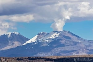 Fra Arequipa: 1-dags guidet tur til Colca Canyon med måltider
