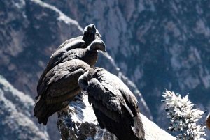 Fra Arequipa: 1-dags guidet tur til Colca Canyon med måltider