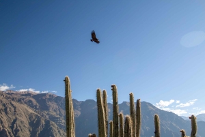 From Arequipa: Colca Canyon Two-Day Tour
