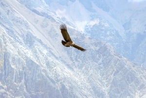 From Arequipa: Colca Canyon Two-Day Tour