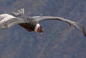 From Arequipa: Colca Canyon Two-Day Tour