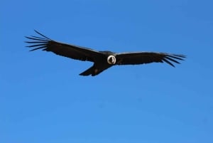 Från Arequipa – Colca heldag med dansshow vid frukosten