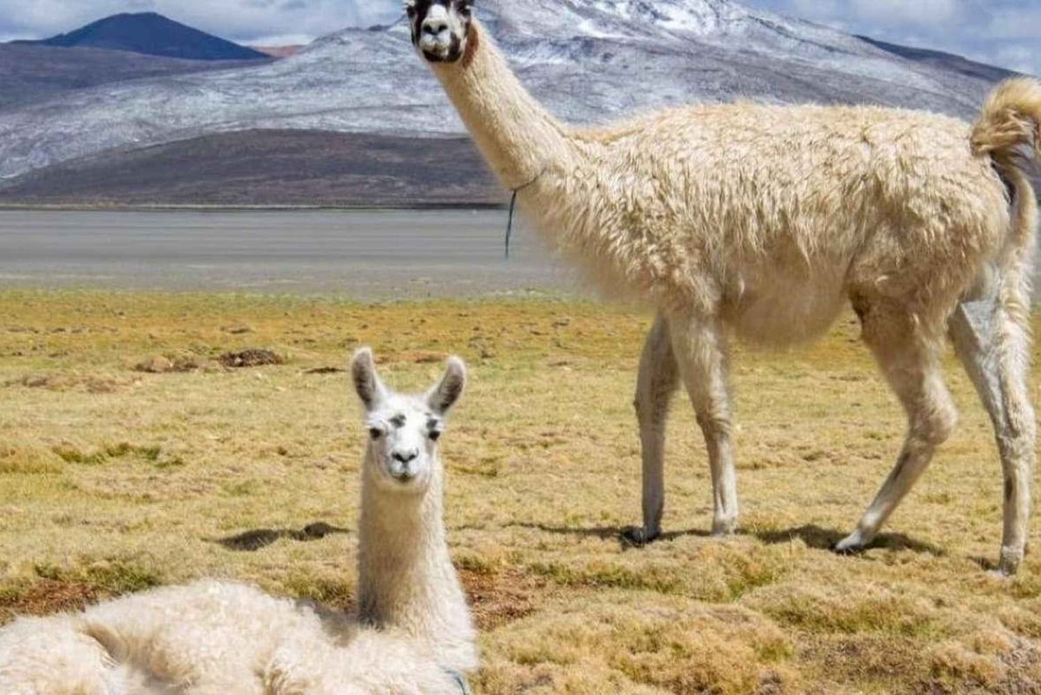 Depuis Arequipa : Excursion à la lagune de Salinas