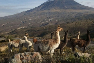 Depuis Arequipa : Excursion à la lagune de Salinas
