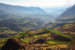 From Arequipa: Excursion to the Colca Canyon ending in Puno