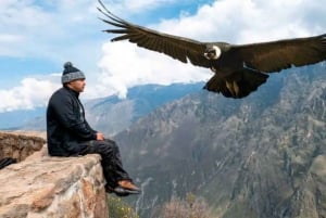 Depuis Arequipa : Excursion au Canyon de Colca se terminant à Puno