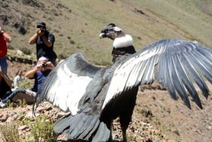 Depuis Arequipa : Excursion au Canyon de Colca se terminant à Puno