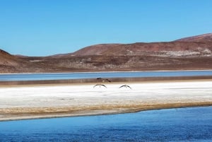 De Arequipa: Excursão à Lagoa Salinas || Dia Inteiro |