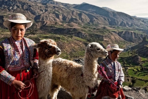 Fra Arequipa: Heldagstur til Colca Canyon