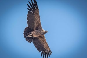 Vanuit Arequipa: dagvullende tour naar de Colca-vallei en de condors