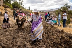 Vanuit Arequipa: dagvullende tour naar de Colca-vallei en de condors