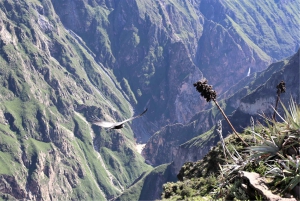 From Arequipa: Full Day Tour to Colca Canyon