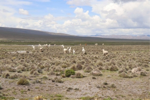From Arequipa: Full Day Tour to Colca Canyon