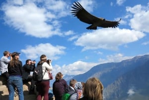 From Arequipa: Guided tour of the Colca Canyon with meals