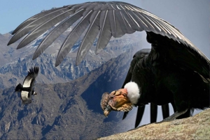 From Arequipa: Guided tour of the Colca Canyon with meals