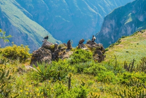 From Arequipa: Guided tour of the Colca Canyon with meals
