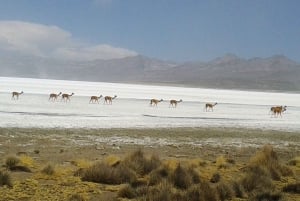 From Arequipa: Salinas Lagoon Full-Day Trip with Hot Springs