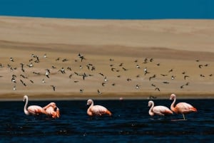 Da Arequipa: gita di un'intera giornata alla laguna di Salinas con sorgenti termali
