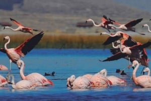 Desde Arequipa: excursión de día completo a la laguna de Salinas con aguas termales