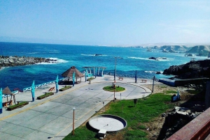 From Arequipa: Tacna South Pacific Guided Tour with Meals