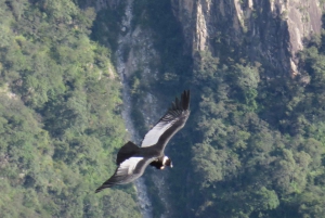 Fra Arequipa: Tur til Colca Canyon 2 dage 1 nat