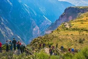 Desde Arequipa: Excursión al Cañón del Colca + Traslado a Cusco