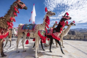Desde Arequipa: Excursión al Cañón del Colca + Traslado a Cusco