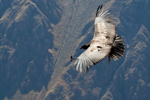 Trek vanuit Arequipa: 2 dagen wandelen in de Colca Canyon