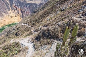 From Cabanaconde: Geothermal Hike to the Valley of the Geysers