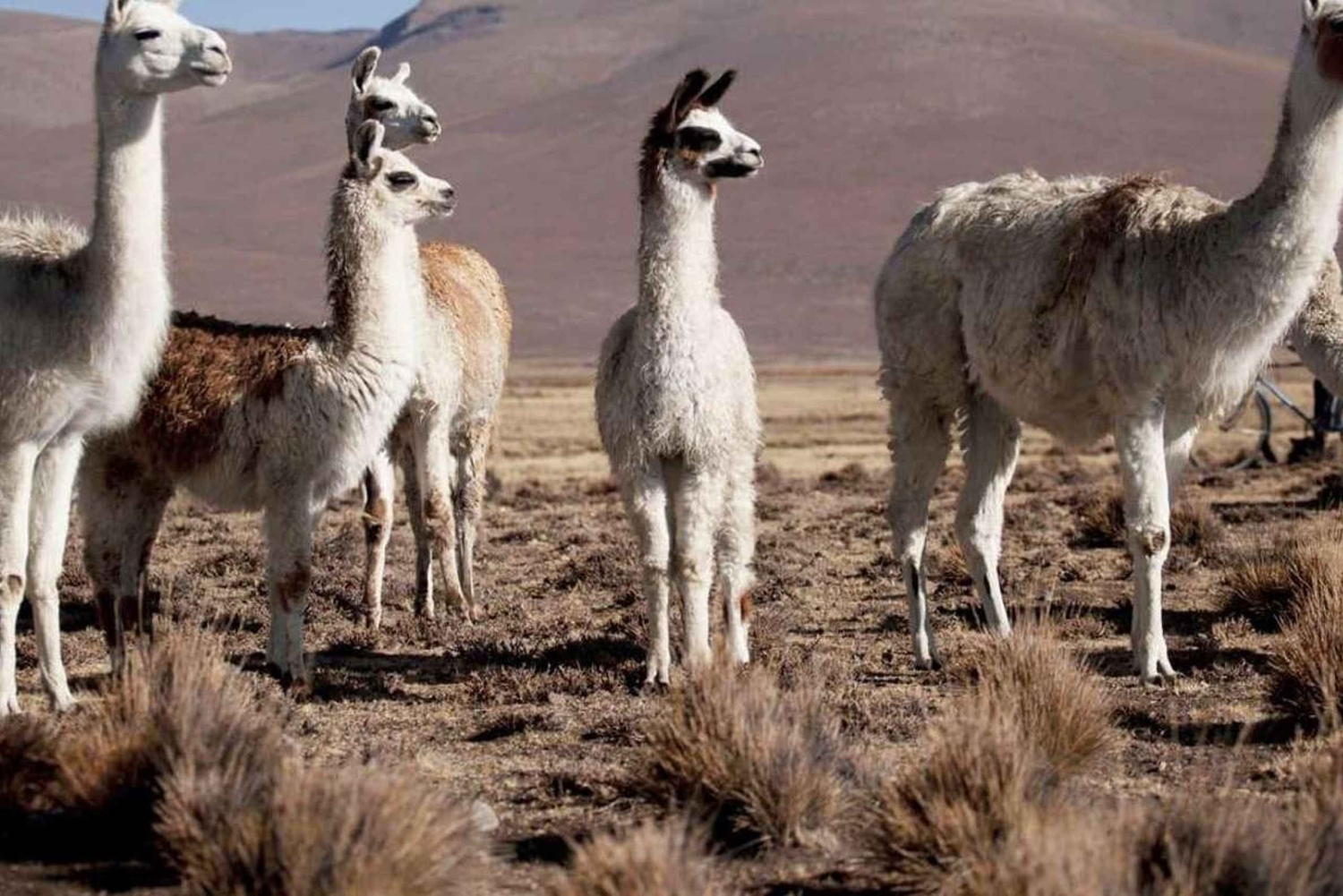 Z Chivay - Colca || Chivay - Puno Route ||